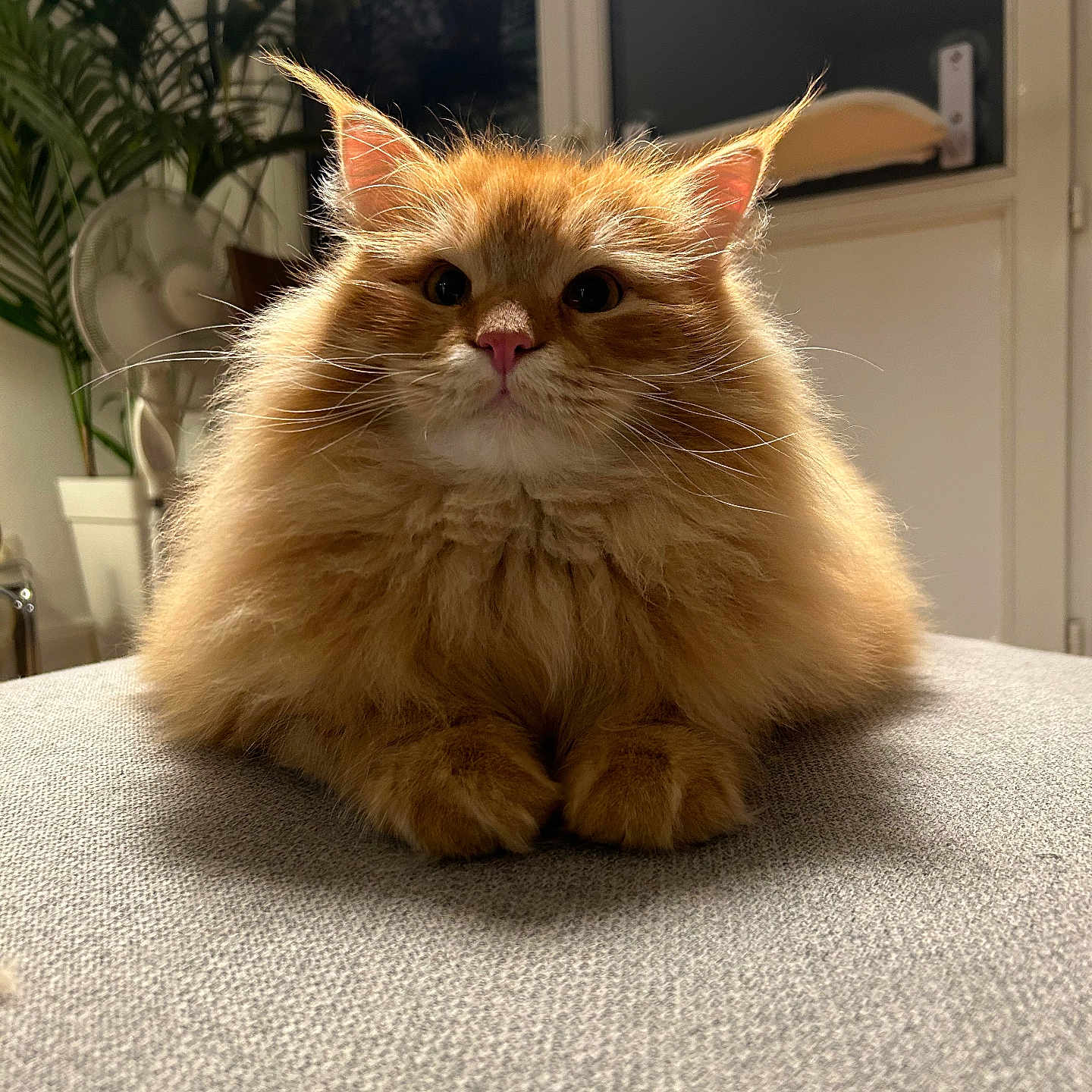 Marty participe au concours pour gagner de l'argent avec cette photo : abyssinian, angora, animal, architecture, building, cat, couch, furniture, hardwood, indoors, interiordesign, kitten, livingroom, manx, pet, plant, plywood, room, siamese, wood
