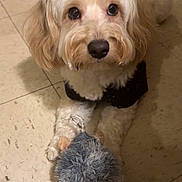 Linguine is registered to the contest to win money with this photo: dog, toy, floor, indoor, pet, cute, fur, black_clothing, laundry_basket, tile, brown_eyes, small_dog, fluffy, domestic_animal, looking_up, animal_toy, playful, home_interior, companion, resting