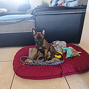 Djina participe au concours pour gagner de l'argent avec cette photo : puppy, dog, dog_bed, toy, blanket, floor_tile, living_room, couch, sofa, cushion, window, indoor, pet, animal, ears, sitting, brown, black, bright, cozy