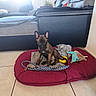 puppy, dog, dog_bed, toy, blanket, floor_tile, living_room, couch, sofa, cushion, window, indoor, pet, animal, ears, sitting, brown, black, bright, cozy