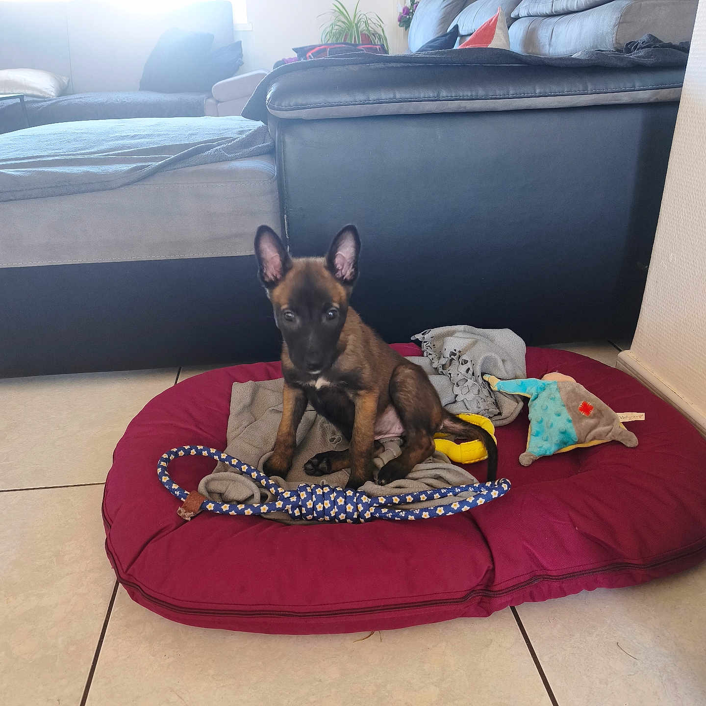 Djina participe au concours pour gagner de l'argent avec cette photo : puppy, dog, dog_bed, toy, blanket, floor_tile, living_room, couch, sofa, cushion, window, indoor, pet, animal, ears, sitting, brown, black, bright, cozy
