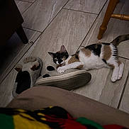 Mocha is registered to the contest to win money with this photo: kitten, cat, calico, slipper, floor, tile, indoor, playful, animal, pet, furniture_leg, blanket, colorful, claw, paw, toy, cute, resting, domestic, cozy