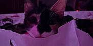 Mocha is registered to the contest to win money with this photo: cat, tissue, indoor, purple_light, plush_toy, hello_kitty, bed, furniture, curious, pet, animal, soft_lighting, dark, room, ears, close_up, cute, playful, background, cozy
