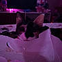 cat, tissue, indoor, purple_light, plush_toy, hello_kitty, bed, furniture, curious, pet, animal, soft_lighting, dark, room, ears, close_up, cute, playful, background, cozy