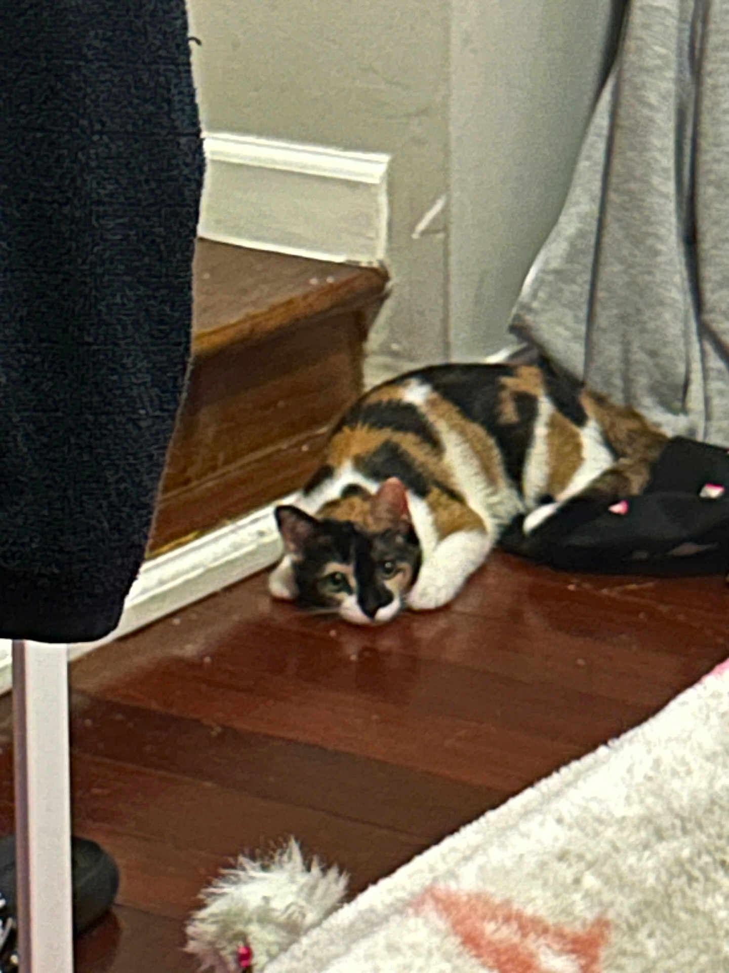 Mocha is registered to the contest to win money with this photo: calico_cat, cat, indoor, wooden_floor, corner, staircase, carpet, clothing, toy, pet, feline, relaxed, lying_down, home, animal, floor, domestic, fur, resting, cozy