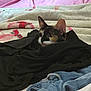 Mocha is registered to the contest to win money with this photo: cat, calico, animal, pet, blanket, clothing, bed, denim, fabric, cozy, indoor, resting, curious, feline, ears, face, soft, textile, casual, home