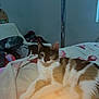 Mocha joined the competition — help win amazing prizes! cat, calico, blanket, candlelight, indoor, furniture, cozy, resting, fur, pet, domestic_animal, relaxing, soft, warm_light, clutter, bedroom, fabric, animal, cute, sleepy