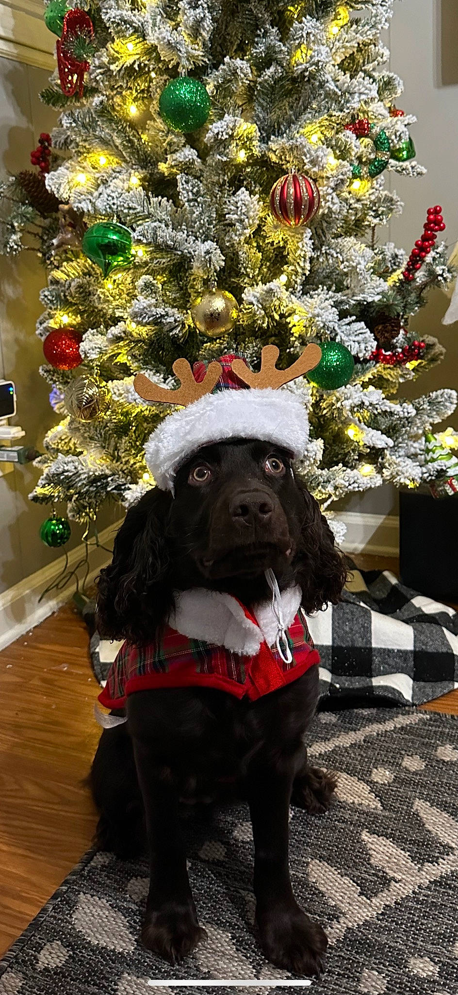 Ellie is registered to the contest to win money with this photo: carnivore, christmas, christmas_decoration, christmas_ornament, christmas_tree, collar, companion_dog, dog, dog_breed, dog_collar, dog_supply, event, fawn, flower_arranging, holiday, holiday_ornament, liver, ornament, sporting_group, working_animal