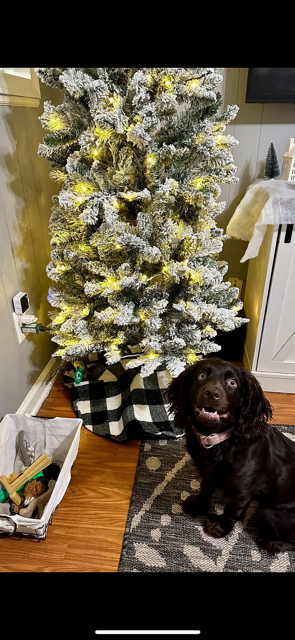Ellie is registered to the contest to win money with this photo: artificial_flower, carnivore, christmas, christmas_decoration, christmas_ornament, christmas_tree, companion_dog, conifer, dog, dog_breed, event, evergreen, flower, flower_arranging, flowerpot, liver, ornament, plant, tree, wood