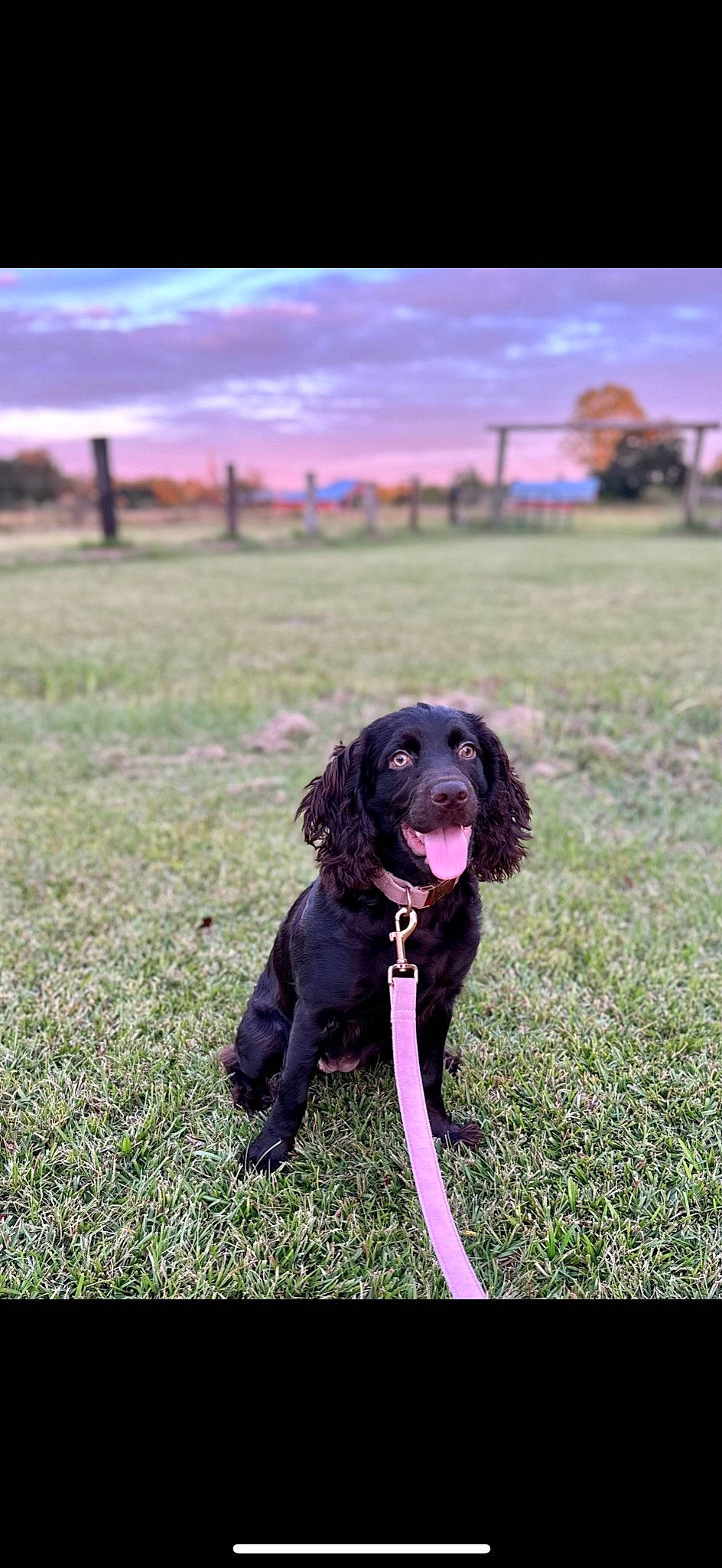 Ellie is registered to the contest to win money with this photo: carnivore, cloud, collar, companion_dog, dog, dog_breed, dog_collar, grass, grassland, gun_dog, happy, landscape, liver, magenta, plant, purple, retriever, sky, spaniel, sporting_group