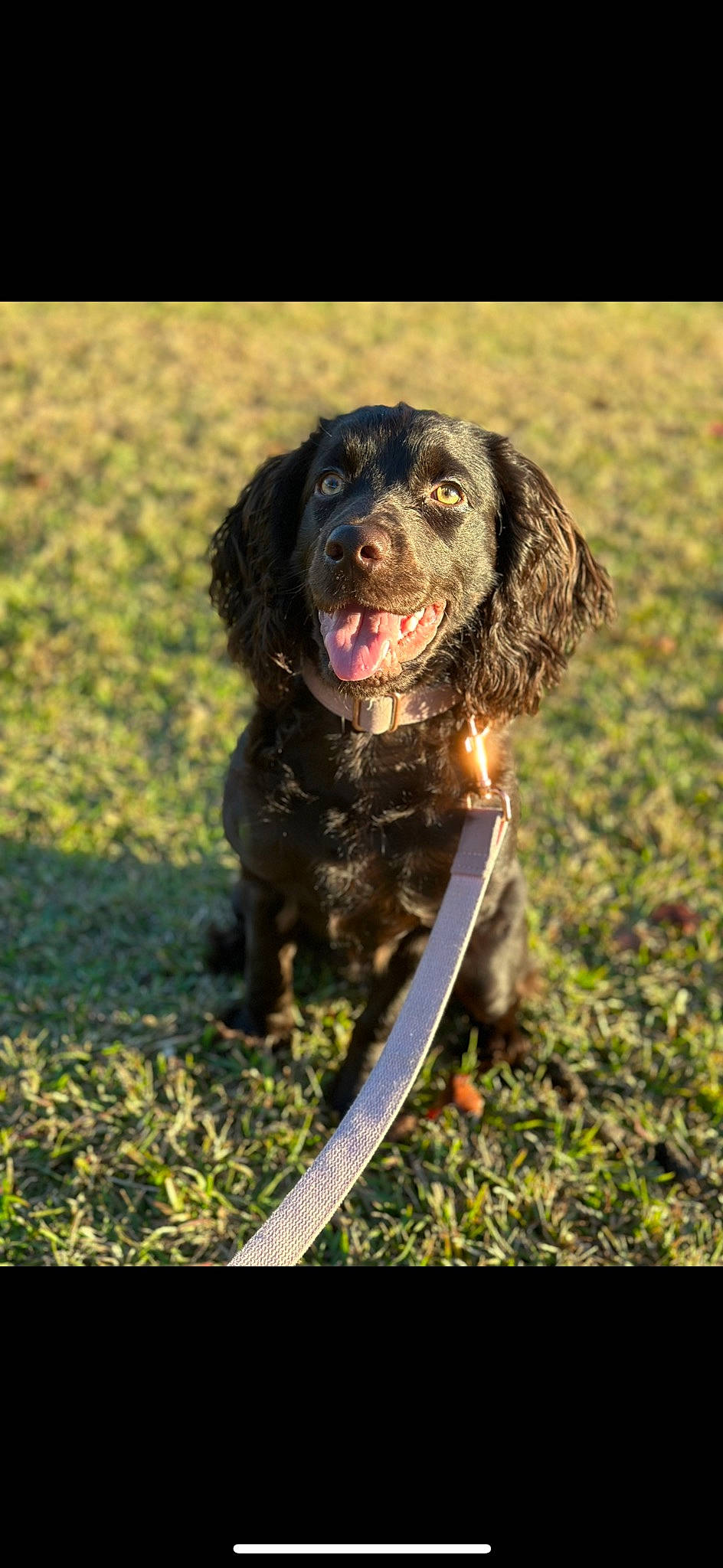 Ellie joined the competition — help win amazing prizes! ball, biting, canidae, carnivore, cocker_spaniel, collar, companion_dog, dog, dog_breed, dog_collar, grass, gun_dog, liver, retriever, snout, spaniel, sporting_group, terrestrial_animal, working_animal, working_dog