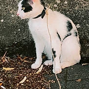 Oreo a rejoint le concours — aidez-le/la à gagner de superbes lots ! cat, black_and_white, animal, outdoor, rope, wall, pavement, leaves, sitting, pet, fur, curious, side_view, young_cat, domestic_cat, nature, texture, ground, quiet, resting