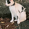 cat, black_and_white, animal, outdoor, rope, wall, pavement, leaves, sitting, pet, fur, curious, side_view, young_cat, domestic_cat, nature, texture, ground, quiet, resting