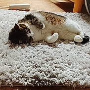 Lilly a rejoint le concours — aidez-le/la à gagner de superbes lots ! cat, indoor, rug, fluffy, relaxed, sleeping, pet, cozy, feline, home, floor, white, brown, tabby, animal, cute, domestic, resting, soft, comfort