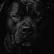 Hadès a rejoint le concours — aidez-le/la à gagner de superbes lots ! dog, black_dog, portrait, close_up, wet, droplets, face, animal, pet, canine, dark_background, moody, intense, fur, ears, snout, eyes, black_and_white, photography, studio