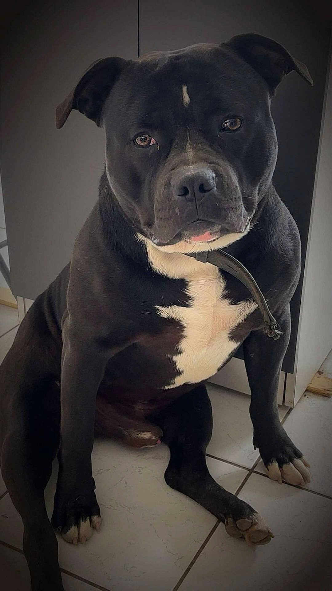 Hadès a rejoint le concours — aidez-le/la à gagner de superbes lots ! dog, black_dog, white_markings, sitting, tile_floor, indoor, pet, canine, collar, ears, paws, face, fur, animal, companion, looking, expression, quiet, calm, house