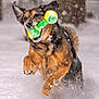 dog, snow, toy, playing, outdoor, winter, animal, pet, running, active, fur, happy, nature, canine, movement, snowflakes, cold, exercise, fun, energetic