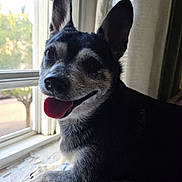 Coagie is registered to the contest to win money with this photo: dog, black_and_white, tongue_out, window, blanket, indoor, pet, animal, ears_up, smiling, cozy, fur, resting, daylight, portrait, cute, companion, looking_at_camera, happy, home