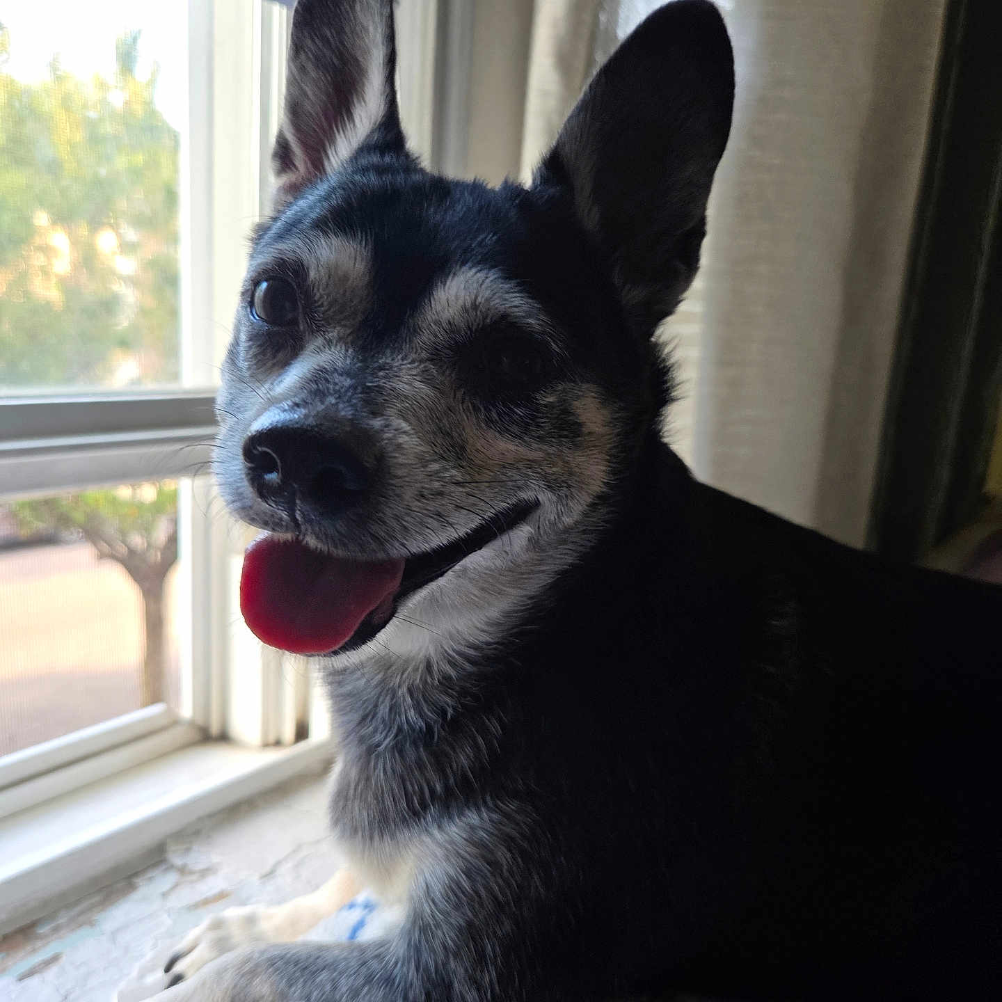 Coagie is registered to the contest to win money with this photo: animal, black_and_white, blanket, companion, cozy, cute, daylight, dog, ears_up, fur, happy, home, indoor, looking_at_camera, pet, portrait, resting, smiling, tongue_out, window