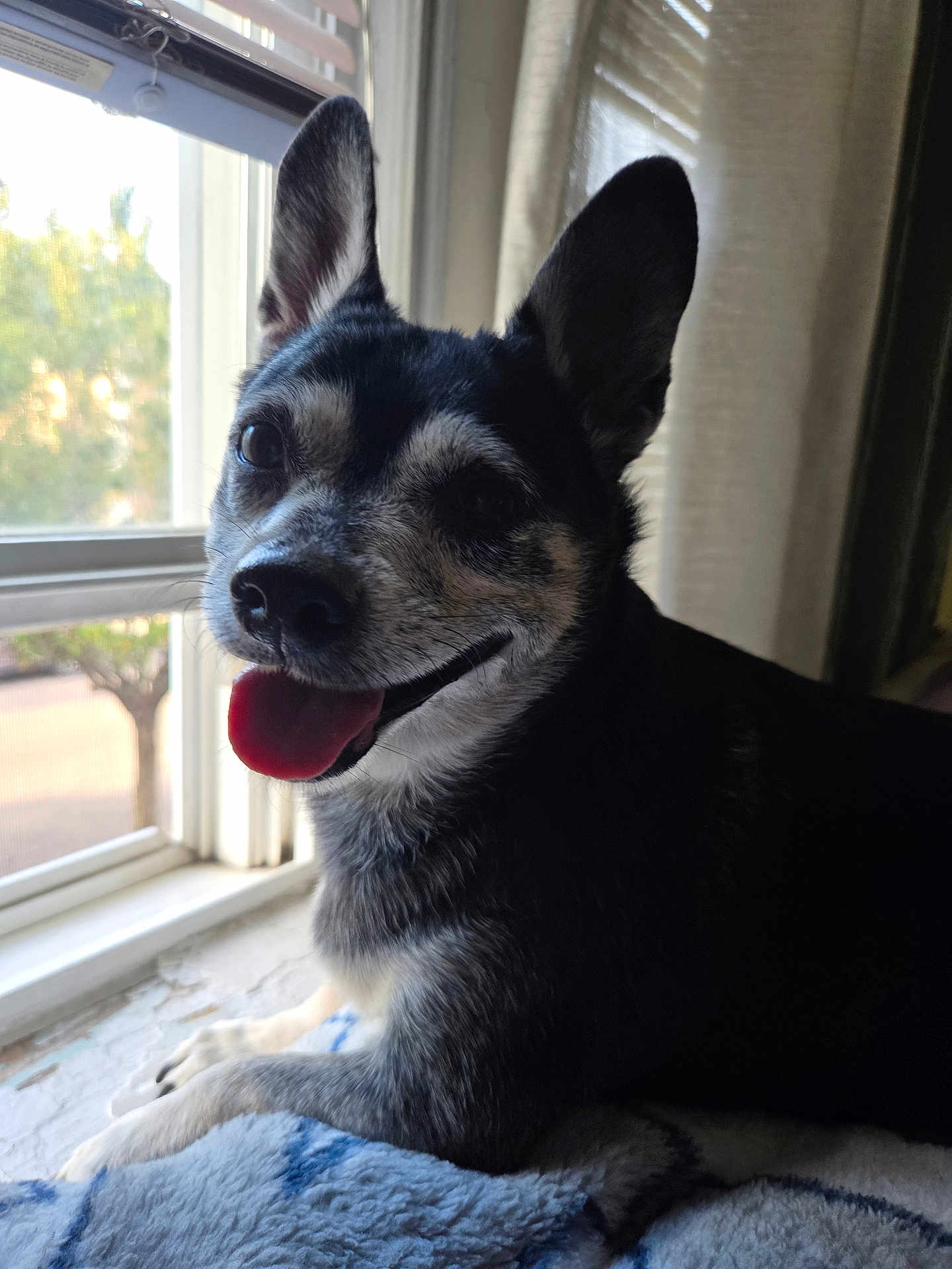 Coagie is registered to the contest to win money with this photo: dog, black_and_white, tongue_out, window, blanket, indoor, pet, animal, ears_up, smiling, cozy, fur, resting, daylight, portrait, cute, companion, looking_at_camera, happy, home