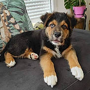 Apache participe au concours pour gagner de l'argent avec cette photo : puppy, dog, couch, indoor, pet, animal, fur, black_and_tan, white_paws, plant, potted_plant, window, blinds, cushion, floor_tiles, curious, lying_down, home, interior, close_up