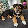 animal, black_and_tan, blinds, close_up, couch, curious, cushion, dog, floor_tiles, fur, home, indoor, interior, lying_down, pet, plant, potted_plant, puppy, white_paws, window