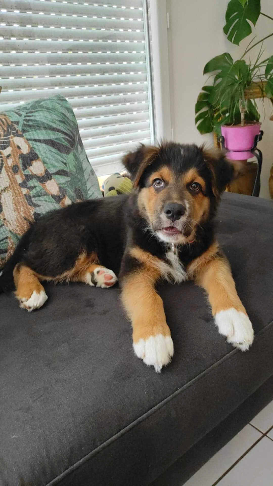 Apache participe au concours pour gagner de l'argent avec cette photo : puppy, dog, couch, indoor, pet, animal, fur, black_and_tan, white_paws, plant, potted_plant, window, blinds, cushion, floor_tiles, curious, lying_down, home, interior, close_up