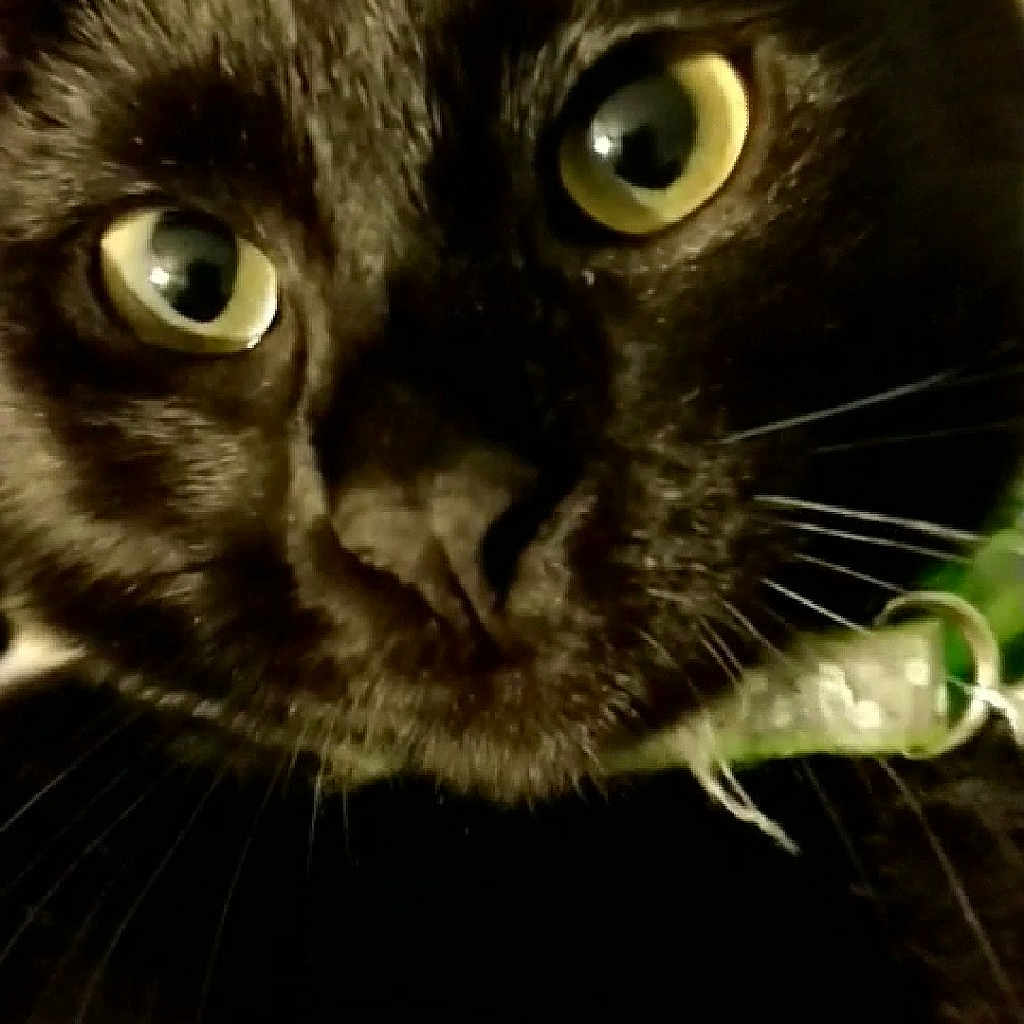 Kiki