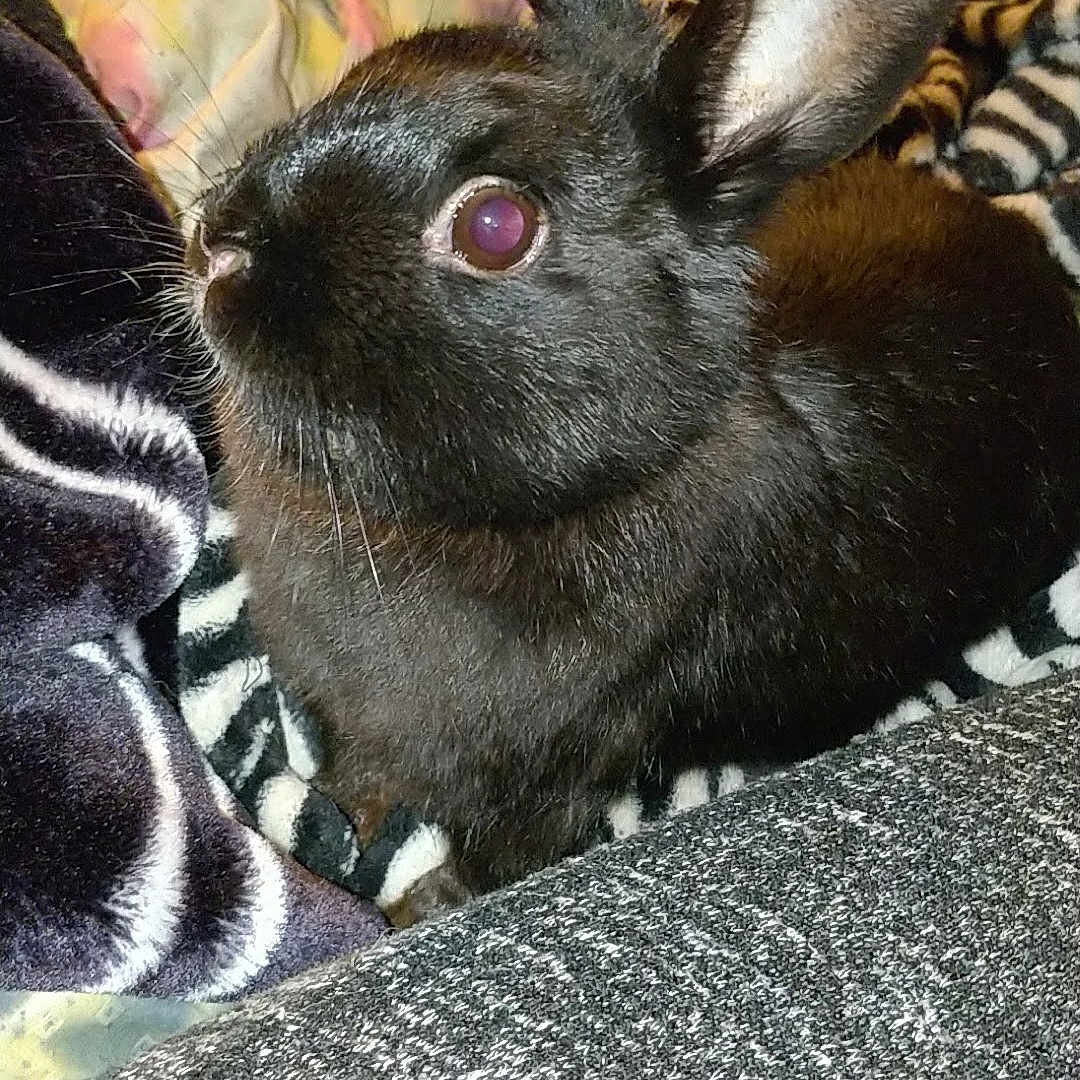 Poof is registered to the contest to win money with this photo: domestic_rabbit, ear, easter_bunny, fawn, fur, hare, rabbit, rabbits_and_hares, snout, snowshoe_hare, whiskers, wildlife, wood_rabbit