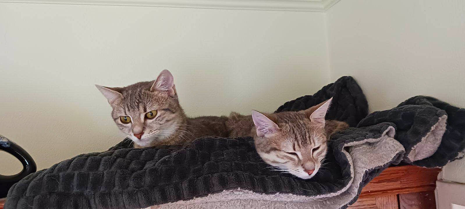 Princesse participe au concours pour gagner de l'argent avec cette photo : carnivore, cat, cat_bed, cat_furniture, cat_supply, claw, comfort, domestic_short_haired_cat, fawn, felidae, fur, paw, pet_supply, small_to_medium_sized_cats, snout, tail, tree, whiskers