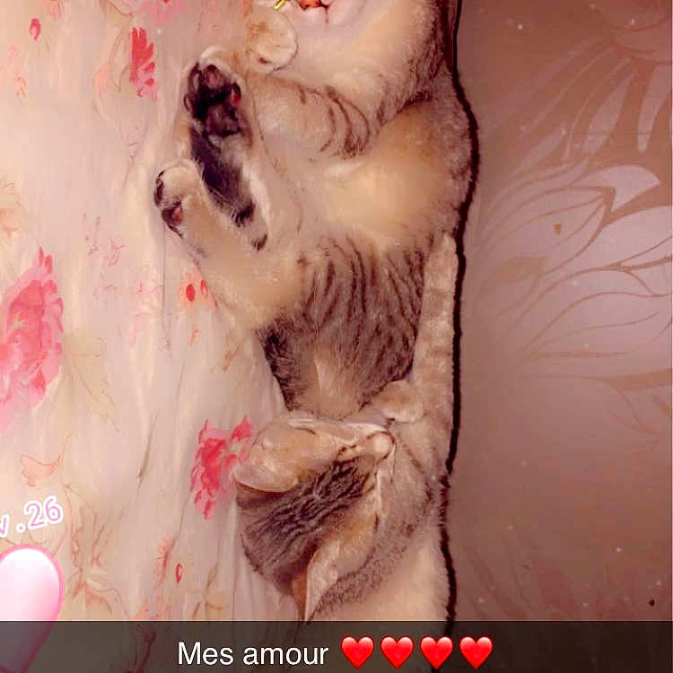 Princesse participe au concours pour gagner de l'argent avec cette photo : carnivore, cat, companion_dog, event, fang, felidae, flesh, font, foot, fur, gesture, magenta, pattern, paw, peach, pink, room, small_to_medium_sized_cats, tail, whiskers