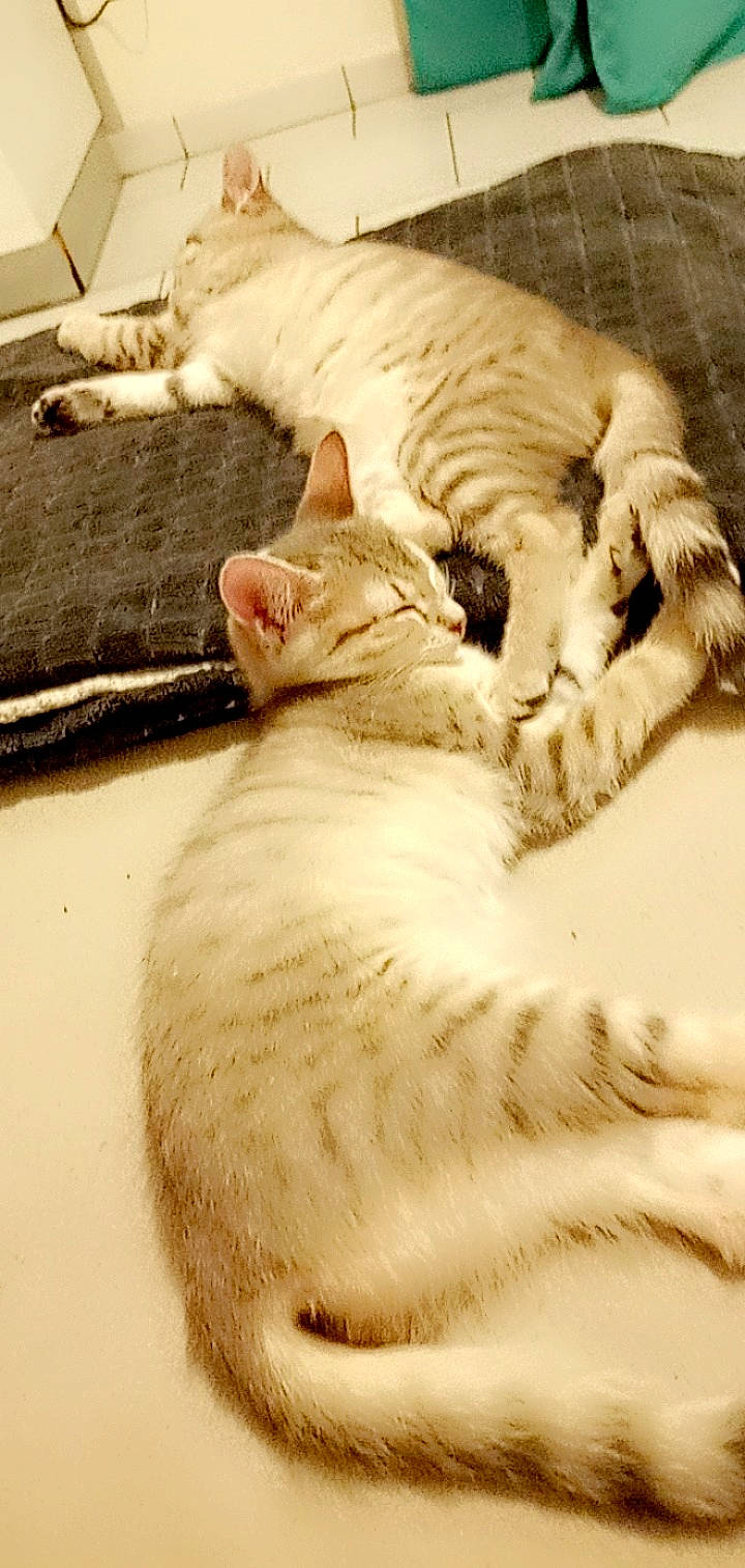 Princesse participe au concours pour gagner de l'argent avec cette photo : carnivore, cat, claw, comfort, domestic_short_haired_cat, fawn, felidae, foot, fur, linens, mammal, nap, paw, small_to_medium_sized_cats, snout, tail, terrestrial_animal, vertebrate, whiskers, wood