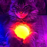 Vortex is registered to the contest to win money with this photo: cat, animal, pet, glowing_object, purple_light, yellow_light, carpet, indoor, feline, mystical, relaxed, close_up, portrait, whiskers, ears, front_paws, magic, colorful_lighting, cozy, sitting