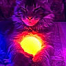 cat, animal, pet, glowing_object, purple_light, yellow_light, carpet, indoor, feline, mystical, relaxed, close_up, portrait, whiskers, ears, front_paws, magic, colorful_lighting, cozy, sitting