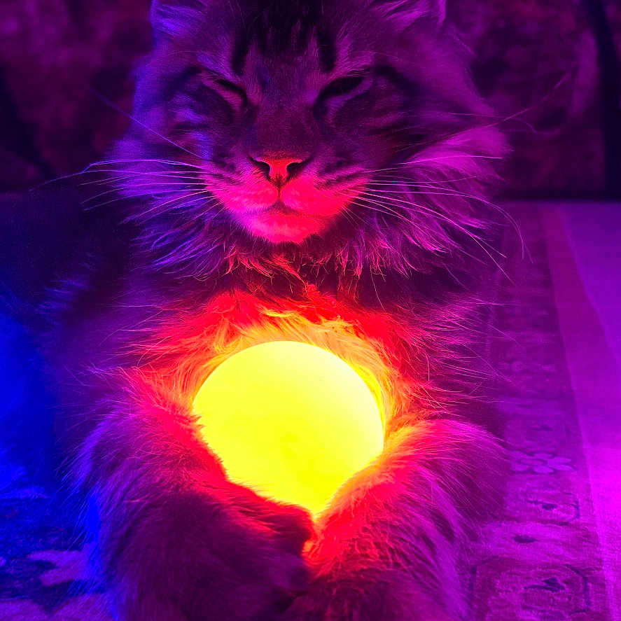 Vortex is registered to the contest to win money with this photo: cat, animal, pet, glowing_object, purple_light, yellow_light, carpet, indoor, feline, mystical, relaxed, close_up, portrait, whiskers, ears, front_paws, magic, colorful_lighting, cozy, sitting