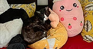 Domino a rejoint le concours — aidez-le/la à gagner de superbes lots ! animal, bed, black_and_white_cat, bubble_tea_plush, cat, cozy, cushion, cute, dog_plush, headboard, indoor, leaf_pattern, pillow, plush_toy, red_bedspread, resting, sleeping_cat, soft_toys, stuffed_animal, yellow_pillow