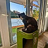Domino participe au concours pour gagner de l'argent avec cette photo : animal, balcony, cat, cat_tower, cozy, curious, daylight, domestic, feline, green, home, indoor, looking_back, pet, plants, relaxing, sunlight, tuxedo_cat, window, wooden_floor