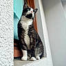 Domino a rejoint le concours — aidez-le/la à gagner de superbes lots ! cat, black_and_white, window, ledges, fur, green_eyes, posing, looking_away, outdoor, texture, whiskers, ears, animal, pet, mammal, sitting, closeup, portrait, natural_light, curiosity