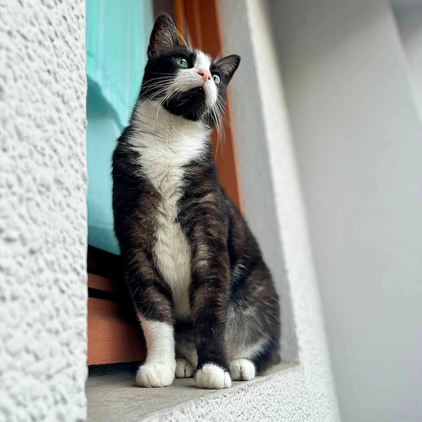 Domino