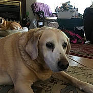 Butter is registered to the contest to win money with this photo: dog, indoor, pet, carpet, rug, furniture, chair, fireplace, window, light, dog_bed, resting, animal, brown_dog, floor, home, cozy, relaxed, domestic, living_room