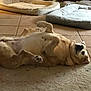 belly_up, cute, dog, dog_bed, dog_face, home_interior, indoor, lying_on_back, mammal, paws, pet, pet_bed, plush_toy, relaxed, resting, rug, tan_fur, tile_floor, toy, white_fur