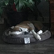 Sadie And Brook is registered to the contest to win money with this photo: animal, brown_and_white_dog, calm, cozy, dog, domestic_animal, floor, fur, home, indoor, leafy_plant, napping, peaceful, pet_bed, plant, quiet, relaxation, resting, sleeping, soft_bed