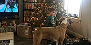Sadie And Brook joined the competition — help win amazing prizes! box, boy, child, christmas_tree, decorations, dog, dvd_shelf, floor, furniture, holiday, indoors, lights, living_room, ornaments, shoes, smiling, television, welcome_sign, window, wood_floor