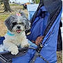 Lucy is registered to the contest to win money with this photo: dog, stroller, outdoor, grass, tree, pet, cute, bow, animal, happy, fluffy, canine, park, leisure, daytime, fun, smiling, front_paw, blue, accessory