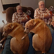 Lucy joined the competition — help win amazing prizes! elderly_man, dog, small_dog, large_dog, chair, indoor, plaid_shirt, glasses, beard, window, couch, blanket, pet, reflection, double_exposure, furniture, casual_clothing, seated, relaxing, home