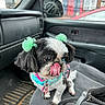 Nina is registered to the contest to win money with this photo: dog, small_dog, black_and_white, pet, car_interior, car_seat, tongue_out, green_bows, collar, tags, cute, animal, indoor, window, side_mirror, seat_belt, bag, floor_mat, close_up, sitting