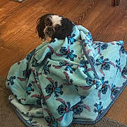 Nina joined the competition — help win amazing prizes! dog, blanket, blue_blanket, cartoon_pattern, wood_floor, rug, indoor, pet, cozy, small_dog, fur, black_and_white, curious, wrapped, sitting, animal, cute, companion, home, furniture