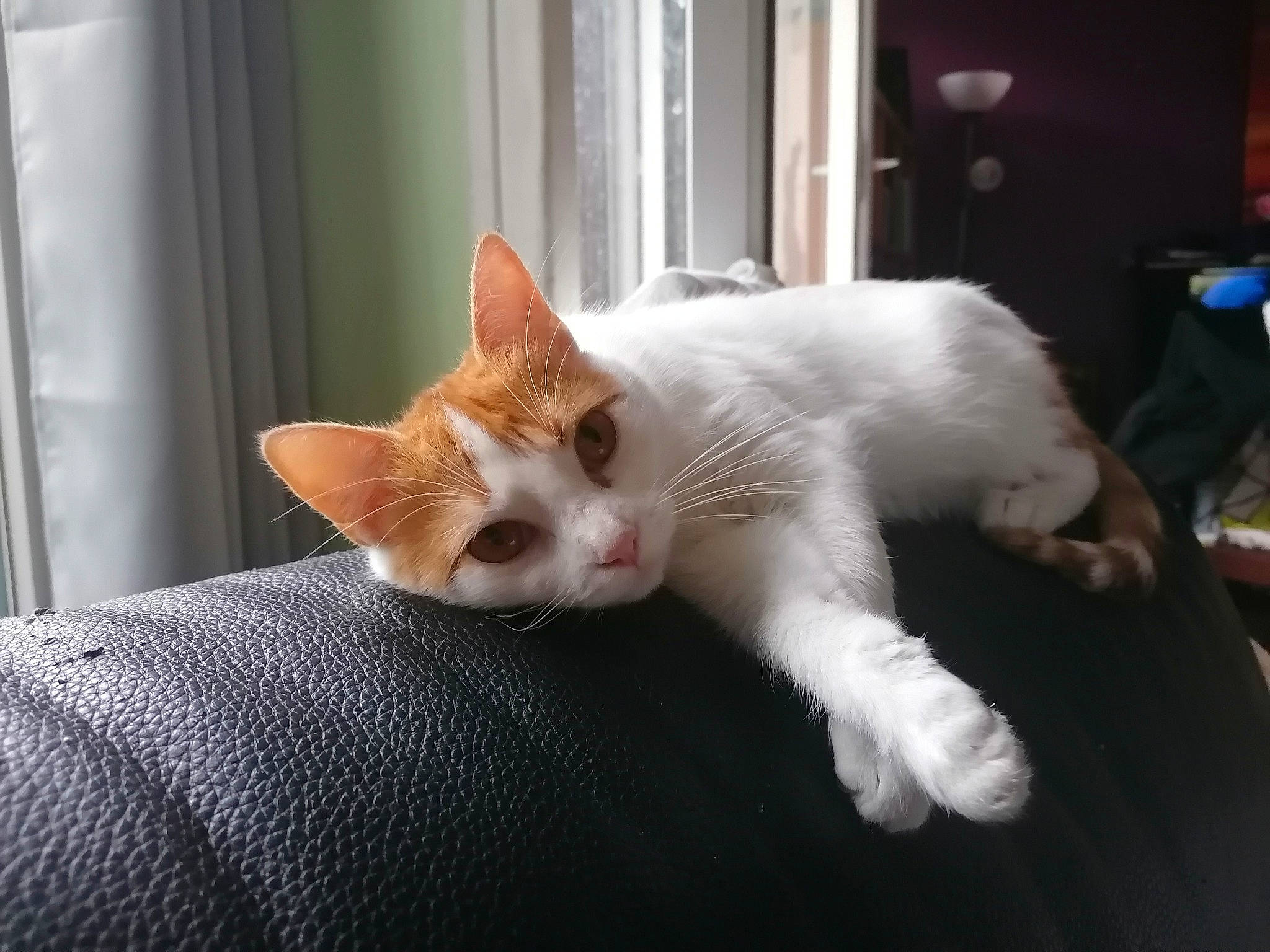 Nalah a rejoint le concours — aidez-le/la à gagner de superbes lots ! aegean_cat, carnivore, cat, colorpoint_shorthair, ear, fawn, felidae, fur, german_rex, kitten, leg, mammal, nap, paw, polydactyl_cat, small_to_medium_sized_cats, tail, turkish_van, whiskers