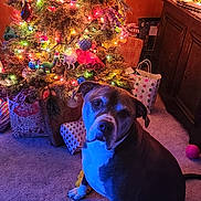 Mavrick joined the competition — help win amazing prizes! dog, christmas_tree, carpet, ornaments, christmas_lights, presents, holiday, decorations, indoor, furniture, cabinet, gift_bags, festive, pet, animal, seated, holiday_season, colorful_lights, warm_lighting, cozy
