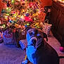 dog, christmas_tree, carpet, ornaments, christmas_lights, presents, holiday, decorations, indoor, furniture, cabinet, gift_bags, festive, pet, animal, seated, holiday_season, colorful_lights, warm_lighting, cozy